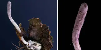 Загадочный гриб-зомби — новое открытие ученых, которое может изменить медицину