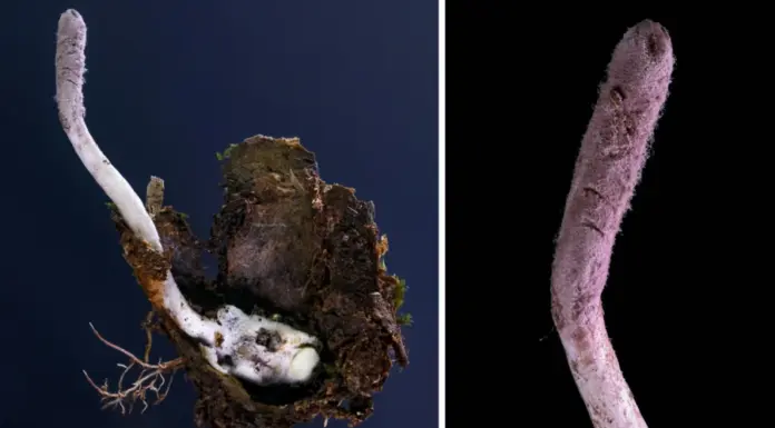 Загадочный гриб-зомби — новое открытие ученых, которое может изменить медицину