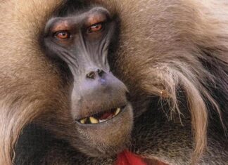 Уроки мышонка Билла для человечества. Как животные побеждают тиранов