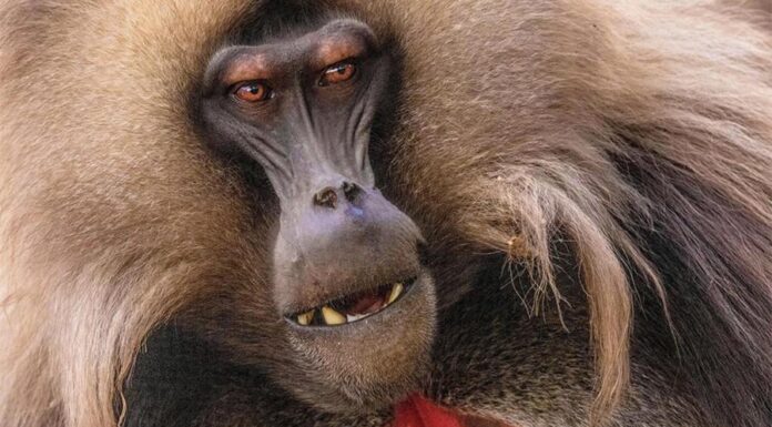 Уроки мышонка Билла для человечества. Как животные побеждают тиранов