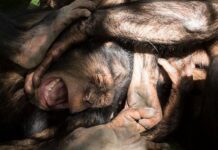 Кровавое насилие среди шимпанзе. Может ли оно объяснить, почему люди ведут войны
