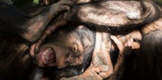 Кровавое насилие среди шимпанзе. Может ли оно объяснить, почему люди ведут войны