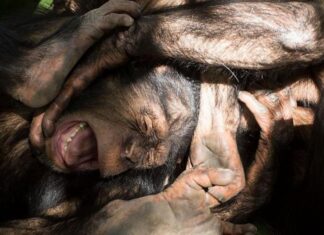 Кровавое насилие среди шимпанзе. Может ли оно объяснить, почему люди ведут войны