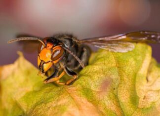Кто кусает самое болезненное в мире